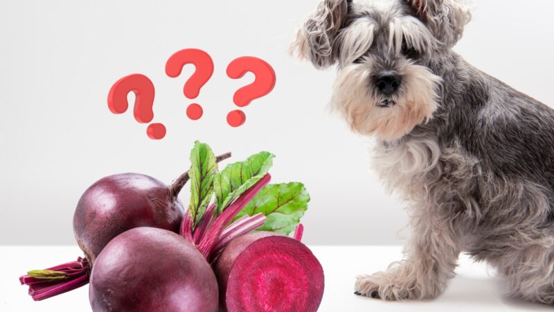 Can dogs eat beets