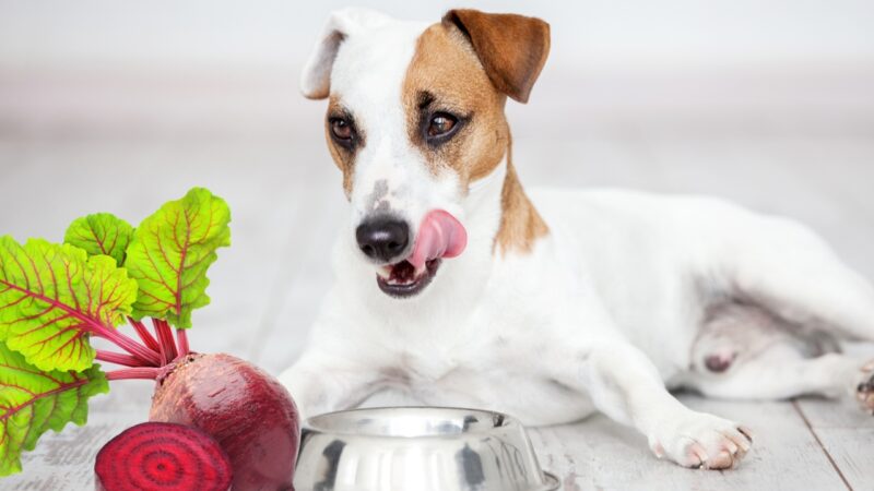 beets benefit your dog's health
